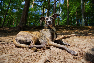 Hundebetreuung Friedrichshain 1